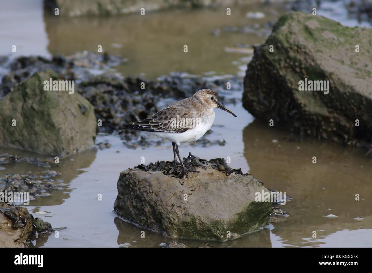 Calidris alpina Dunlin ou sur la roche avec des algues dans les marais de l'estuaire à OARE, Angleterre Banque D'Images