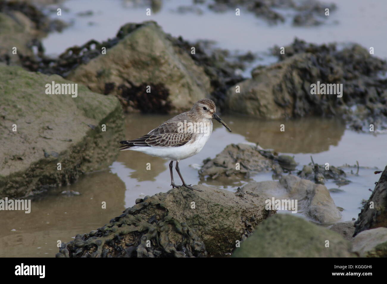 Bécasseau variable d'échassiers d'hiver au marais d'OARE, cet oiseau de rivage est debout sur les rochers à marée basse, nom latin Calidris alpina. Banque D'Images