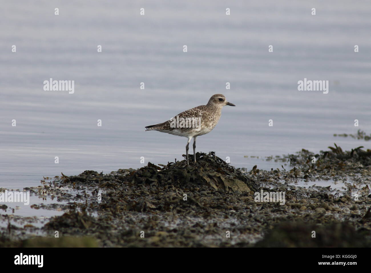 En plumage d'hiver siffleur gris debout sur un rocher au marais d'OARE Banque D'Images