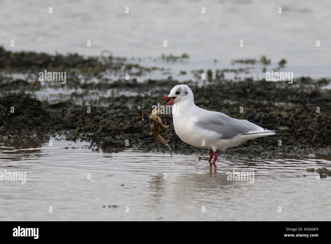 Mouette, se nourrissant de crabe dans l'estuaire de swale à OARE, cet oiseau est en hiver robe de plumes Banque D'Images