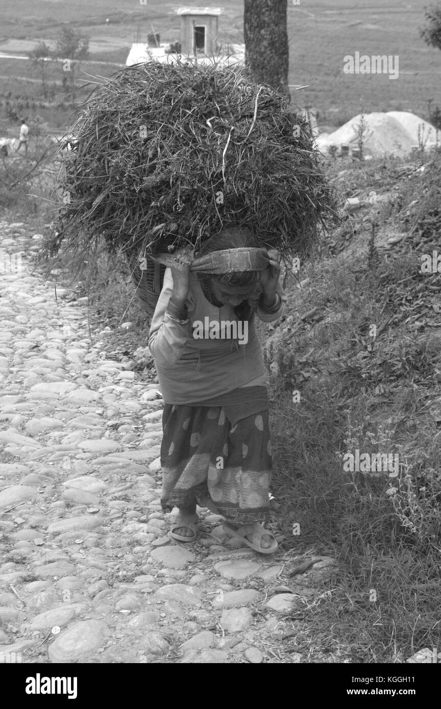 Vieille dame népalaise portant une grosse balle de foin, paille en haut de la colline sur son dos avec un bandeau de tête. travail dur avec champ, petit bâtiment, maison sur fond Banque D'Images
