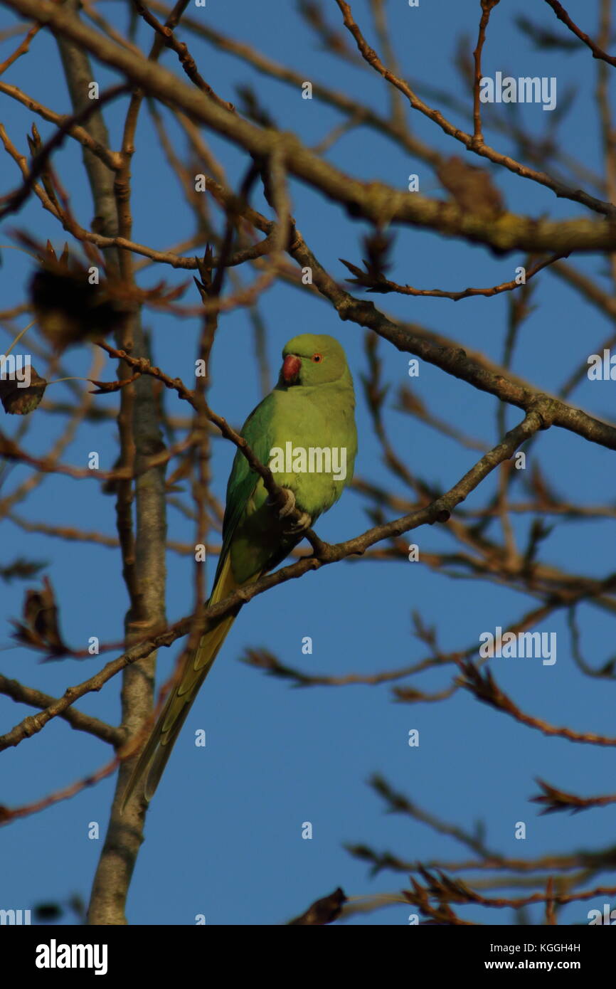 Perruche à collier, ce perroquet n'était perché dans un arbre, près de Bexley London UK. Nom latin Psittacula krameri, un étranger interduced oiseau. Banque D'Images