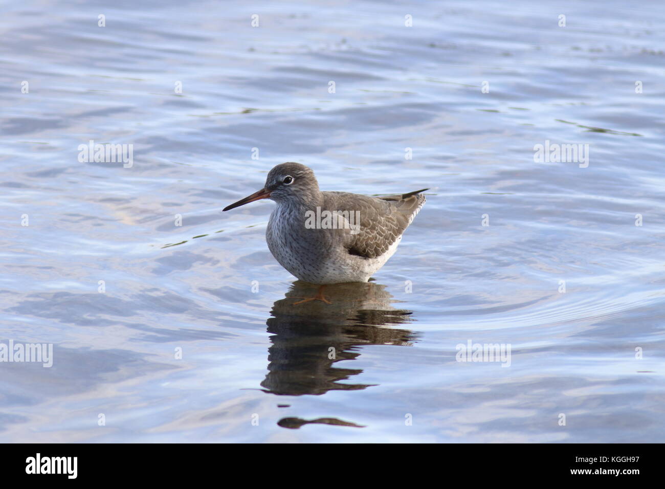 Chevalier arlequin debout sur un rocher dans l'eau, montrant les oiseaux pieds dans l'eau, en plumage d'hiver Banque D'Images