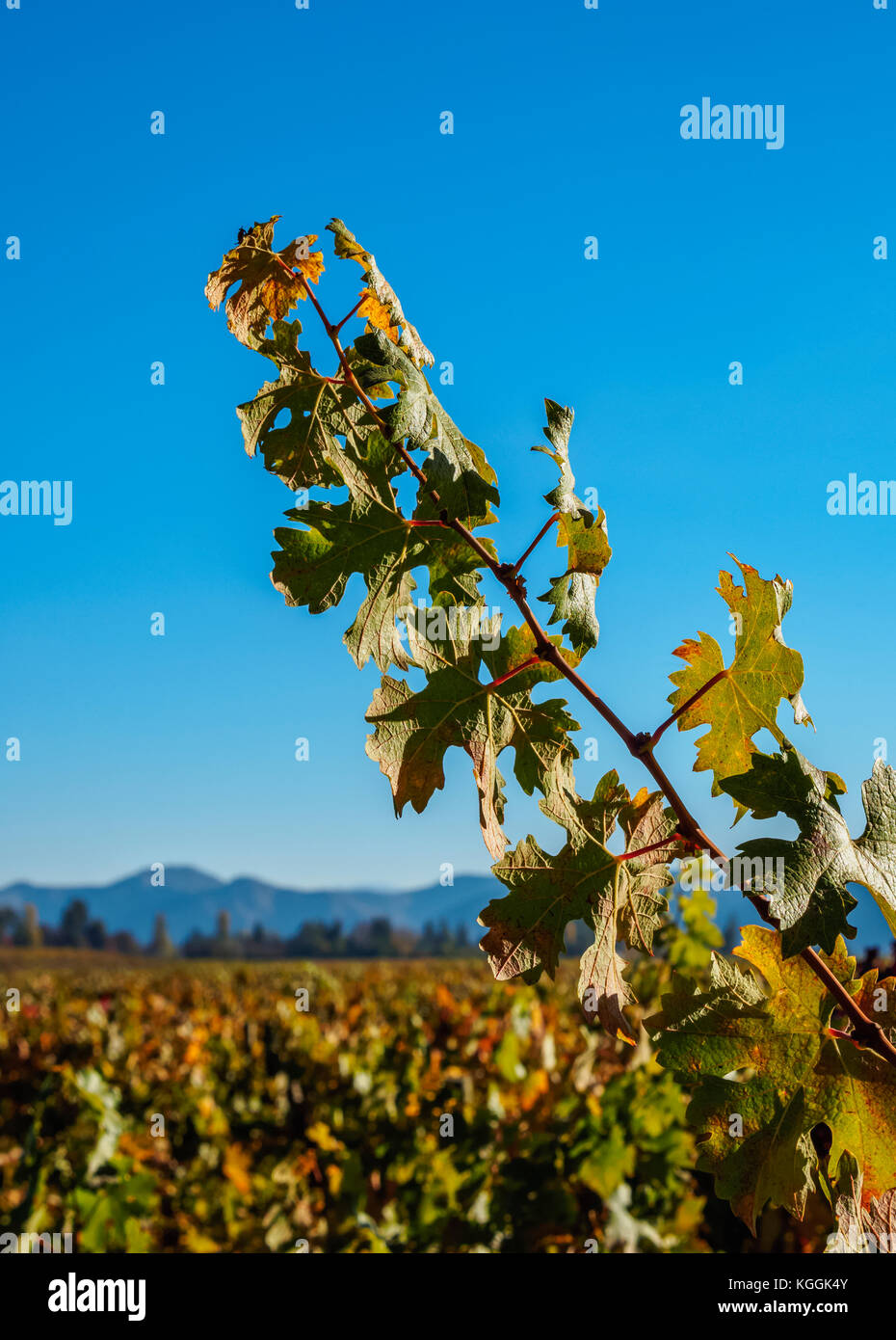 Concha y Toro, vignoble pirque, région métropolitaine de Santiago, Chili Banque D'Images