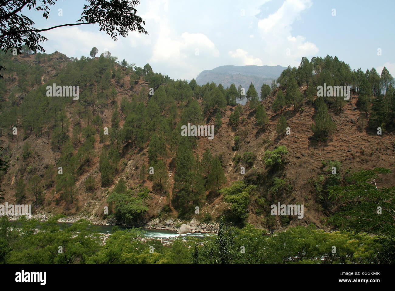 Arbres conifères peu cultivé sur hill sur la rive de la rivière alakananda dans uttarakhand, Inde, Asie Banque D'Images