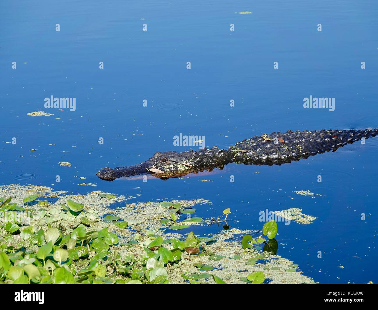 Alligator mississippiensis, A., au bord de l'eau bleue avec de la végétation verte. Alachua Comté, en Floride, aux États-Unis. Banque D'Images