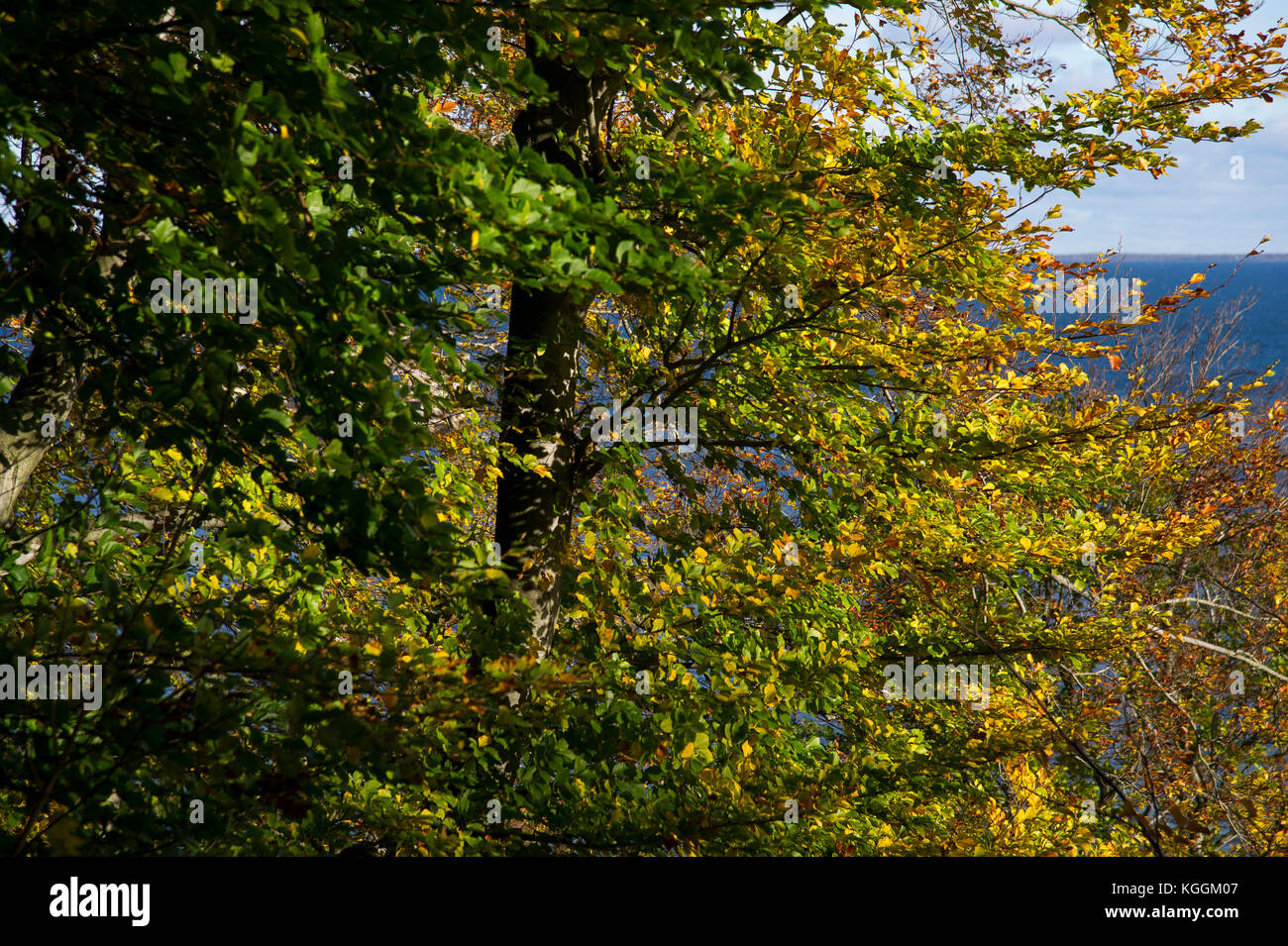 Falaise d'automne à Gdynia, Pologne Doly Babie 31 Octobre 2017 © Wojciech Strozyk / Alamy Stock Photo Banque D'Images