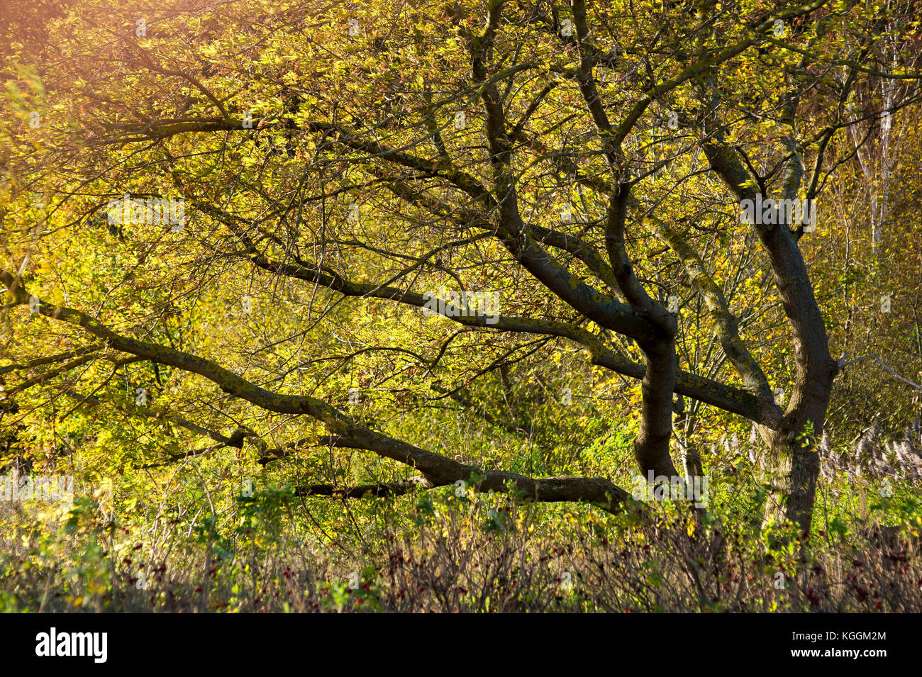 Falaise d'automne à Gdynia, Pologne Doly Babie 31 Octobre 2017 © Wojciech Strozyk / Alamy Stock Photo Banque D'Images