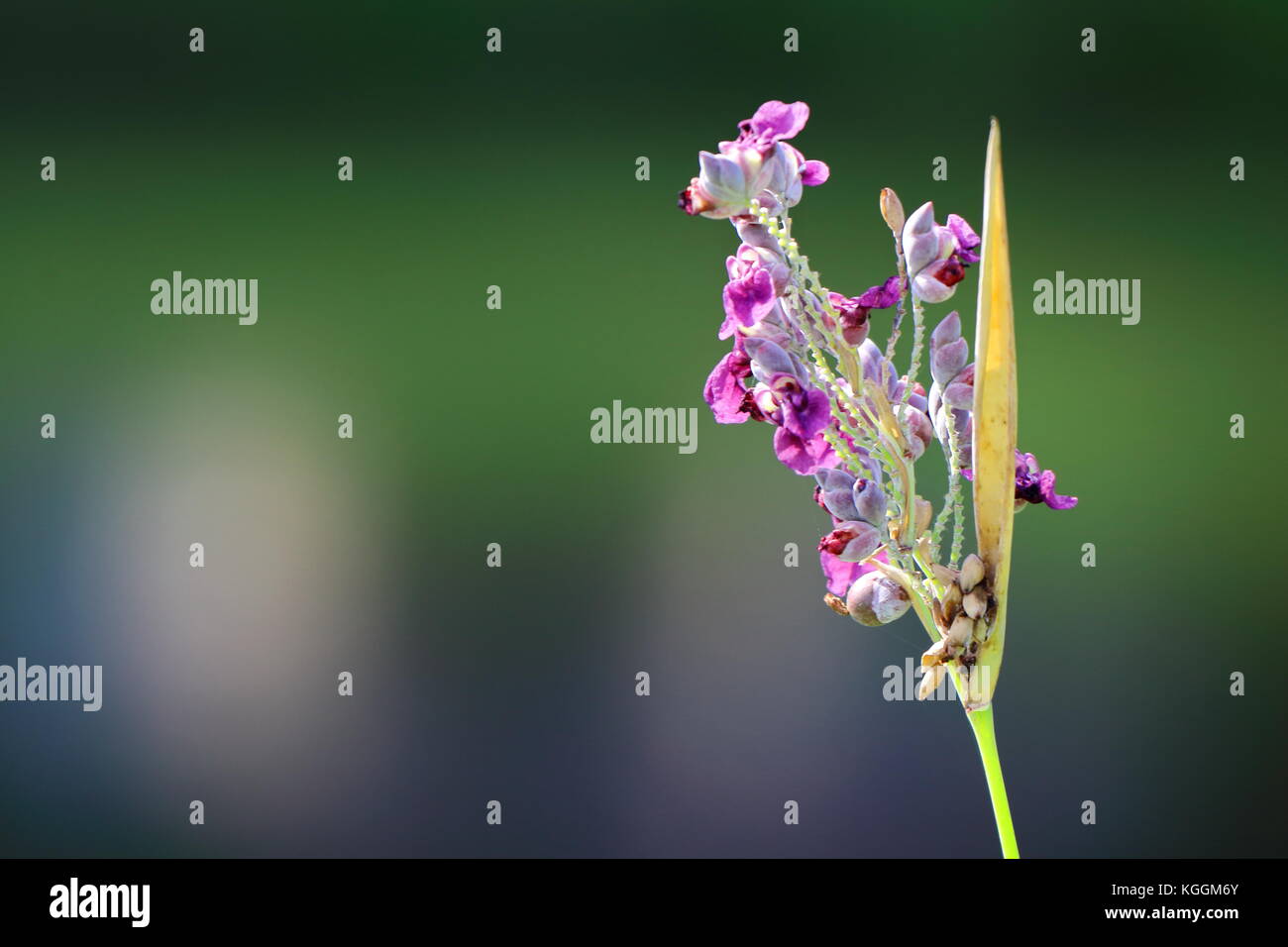 Fleur pourpre avec la masse à dos vert jardin de Singapour Banque D'Images