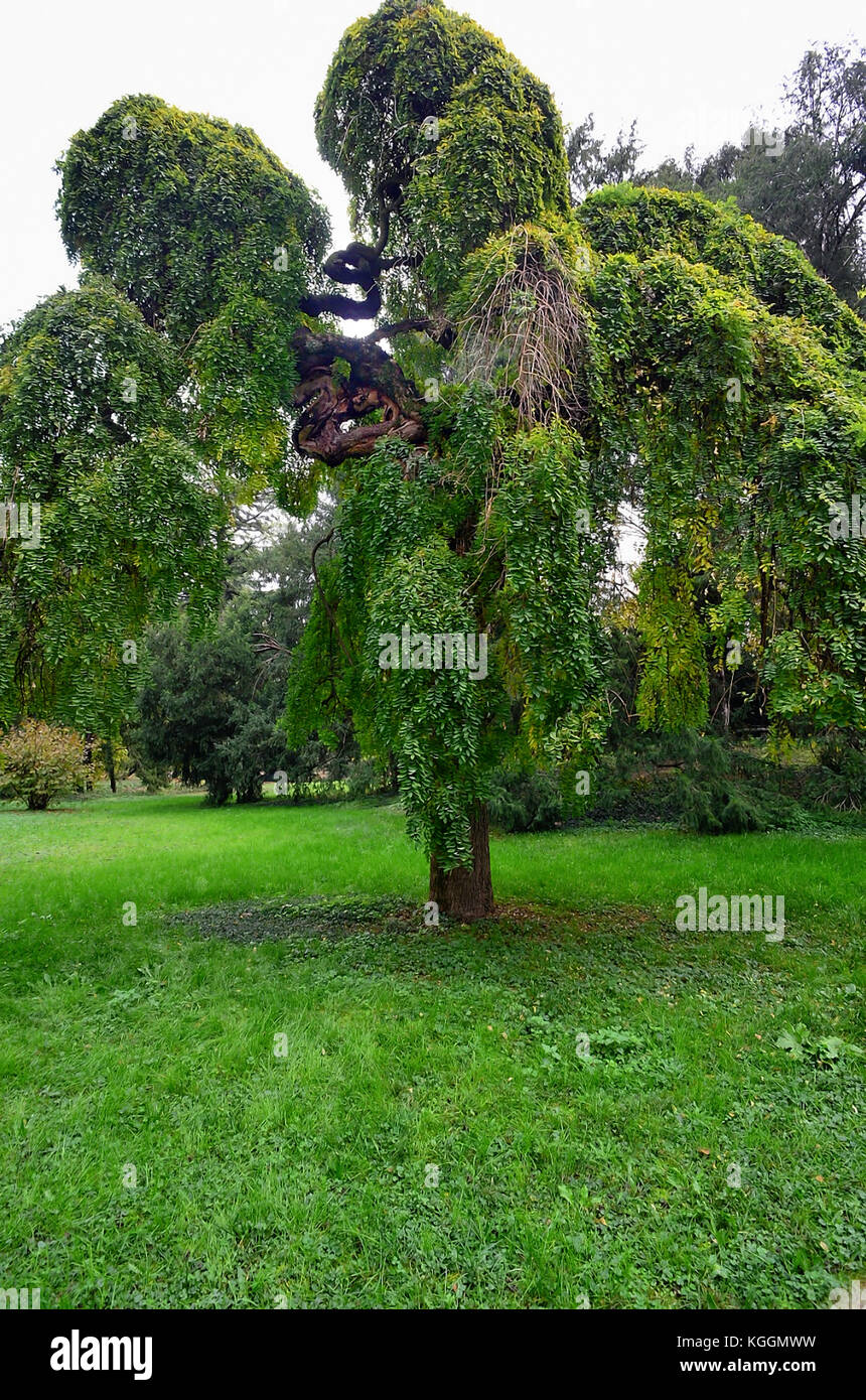 Castelfranco Veneto, Italie. Le jardin de la Villa Revedin Bolasco en automne. Un Sophora japonica. Banque D'Images