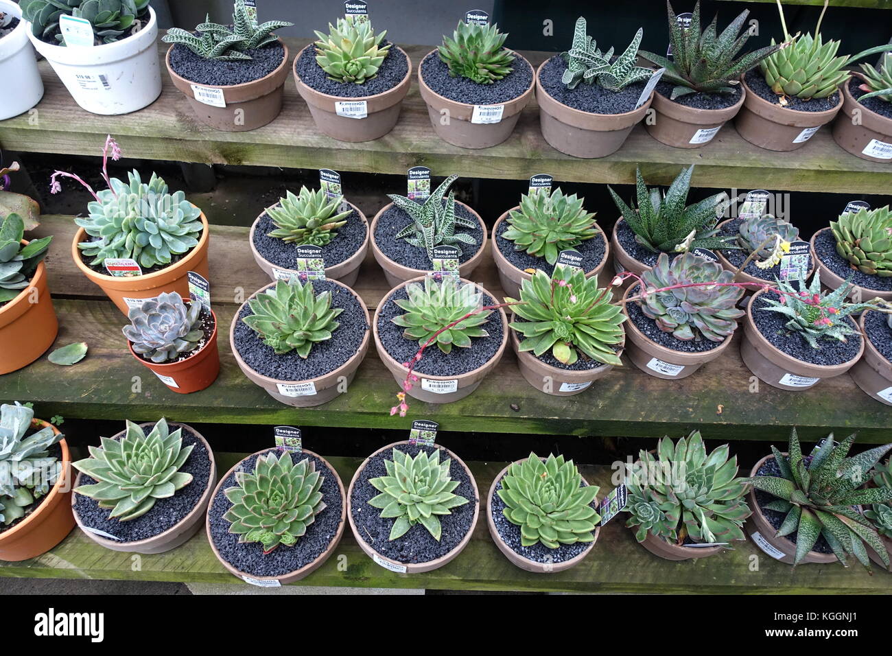 Variété mixte de la Plantation des boutures de succulentes dans un pot Banque D'Images