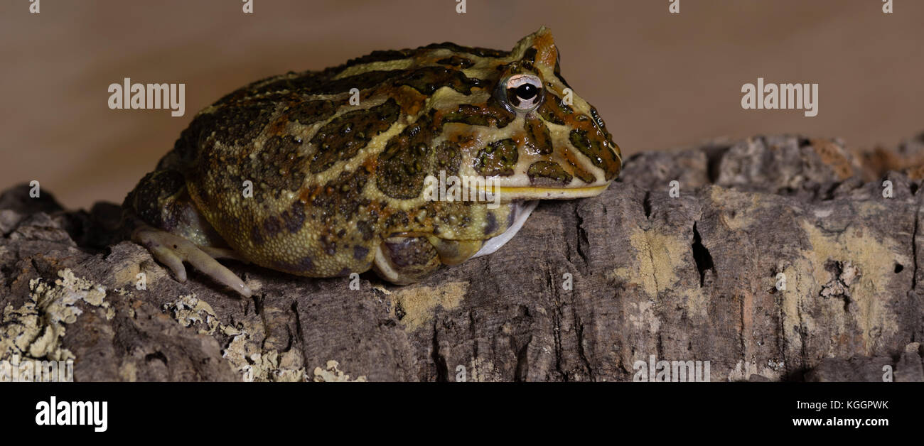 Ceratophrys ornata grenouille pacman Banque D'Images
