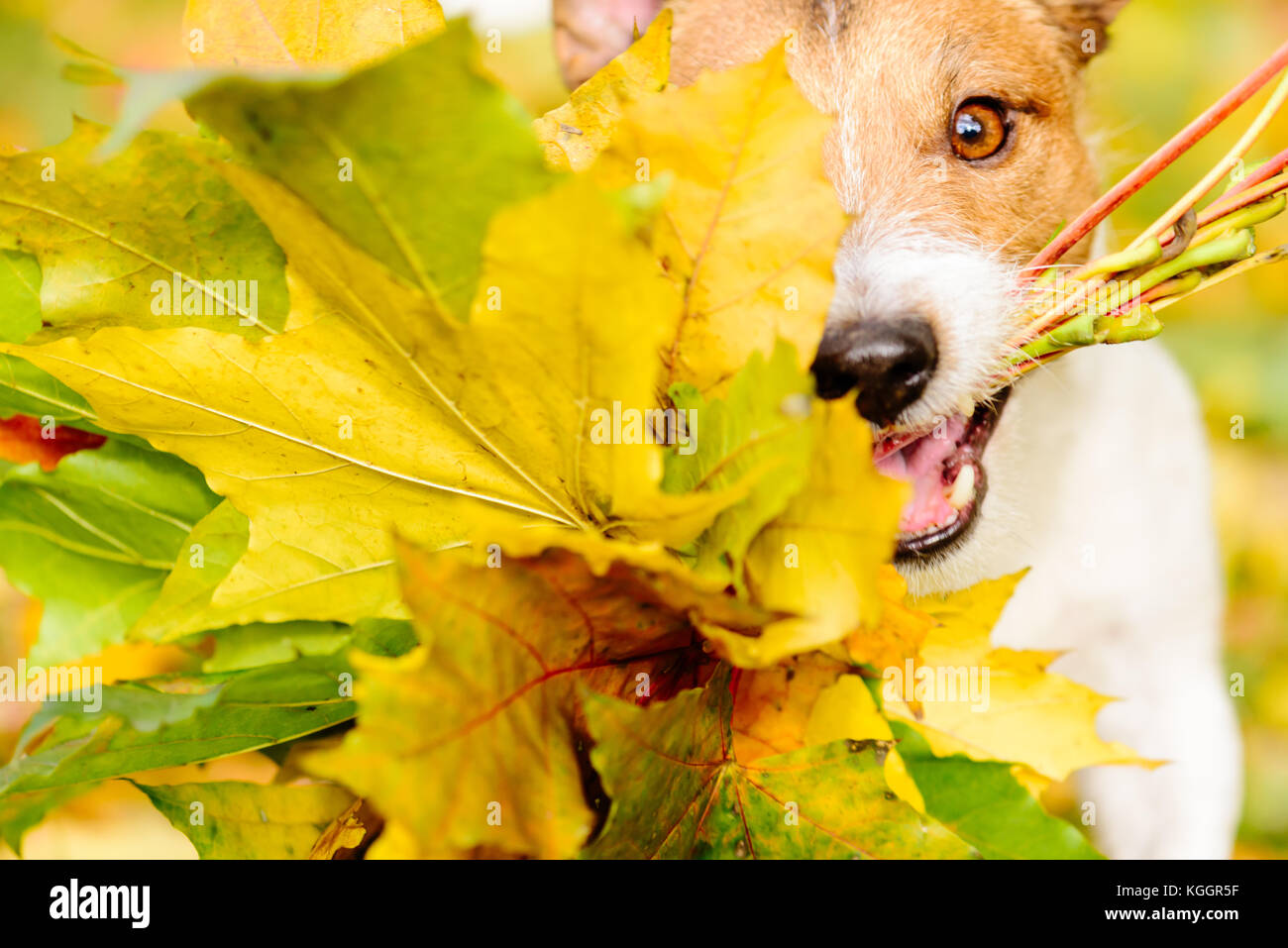 Concept de l'action de grâce avec le chien et l'automne feuilles d'érable Banque D'Images