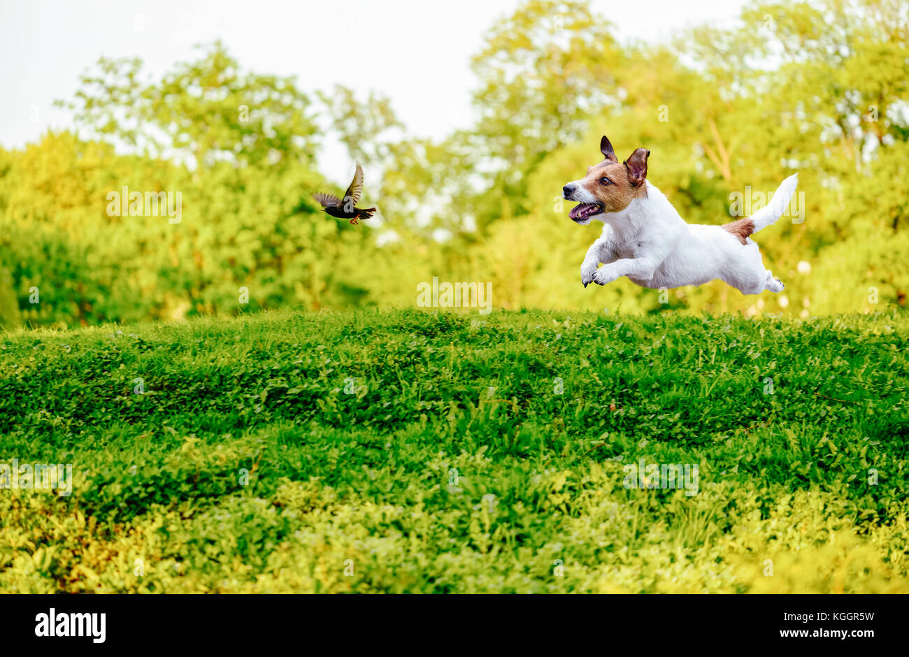 Jouer au laisse chien chasse oiseau dans le parc Banque D'Images