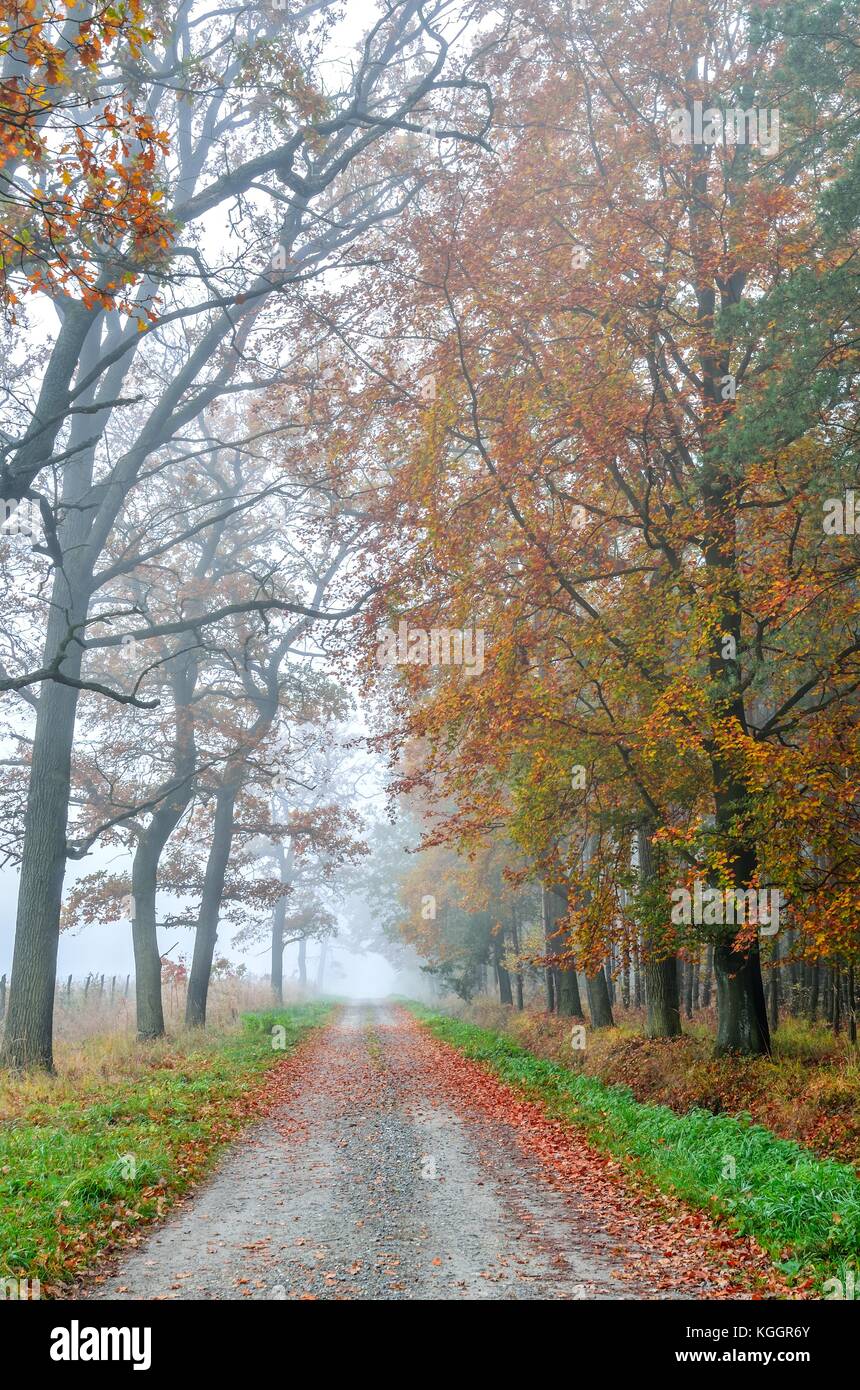 Beau paysage d'automne. route forestière entre les arbres aux couleurs automnales. Banque D'Images