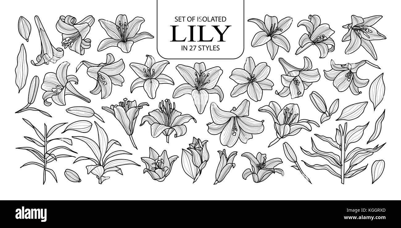 Ensemble de lily isolés dans 27 styles. cute hand drawn vector illustration fleurs en contour noir et blanc avion sur fond blanc. Illustration de Vecteur