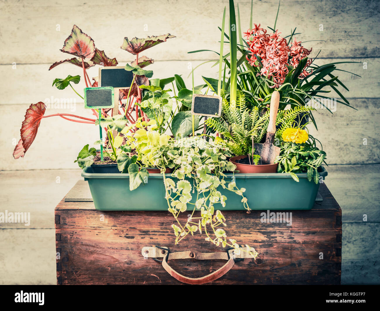 Variété de plantes en pots avec outils de jardin pour l'été récipient jardinage, front view Banque D'Images