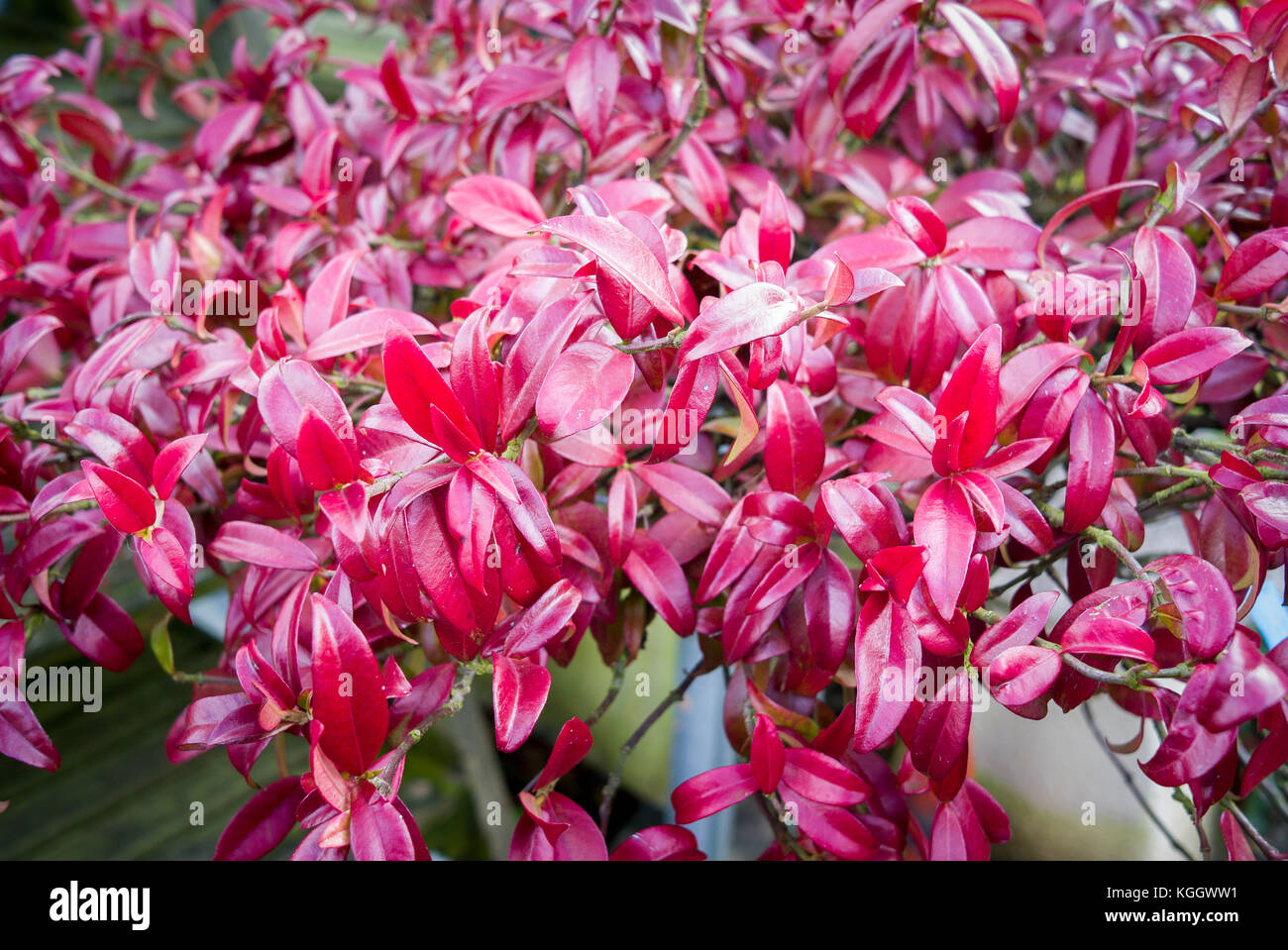 Feuillage brillant pourpre brillant de Trachelospermum jasminoides en décembre en UK Banque D'Images