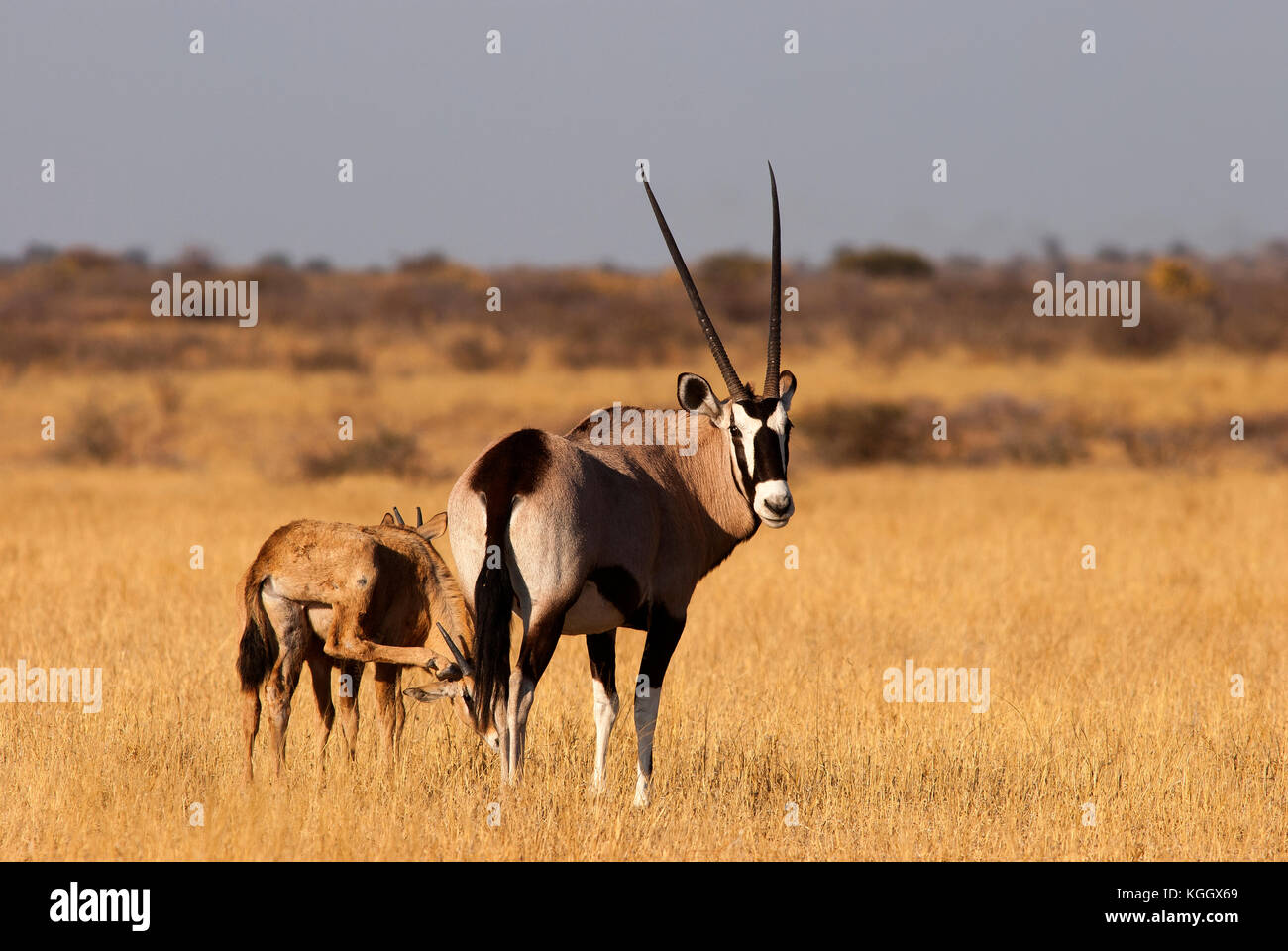 Oryx à la Central Kalahari Game Reserve, Botswana Banque D'Images