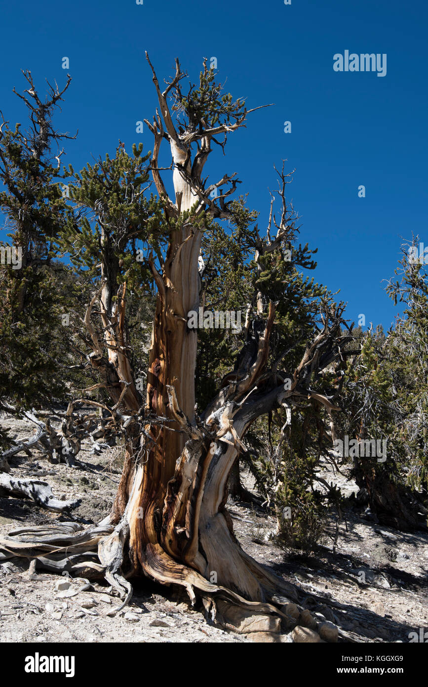 Bristlecone Pine, ancienne bristlecone pine forest, big pine, CA, USA, White Mountains Banque D'Images