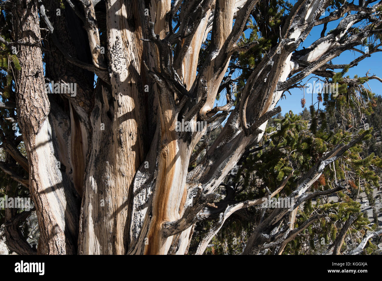 Bristlecone Pine, ancienne bristlecone pine forest, big pine, CA, USA, White Mountains Banque D'Images