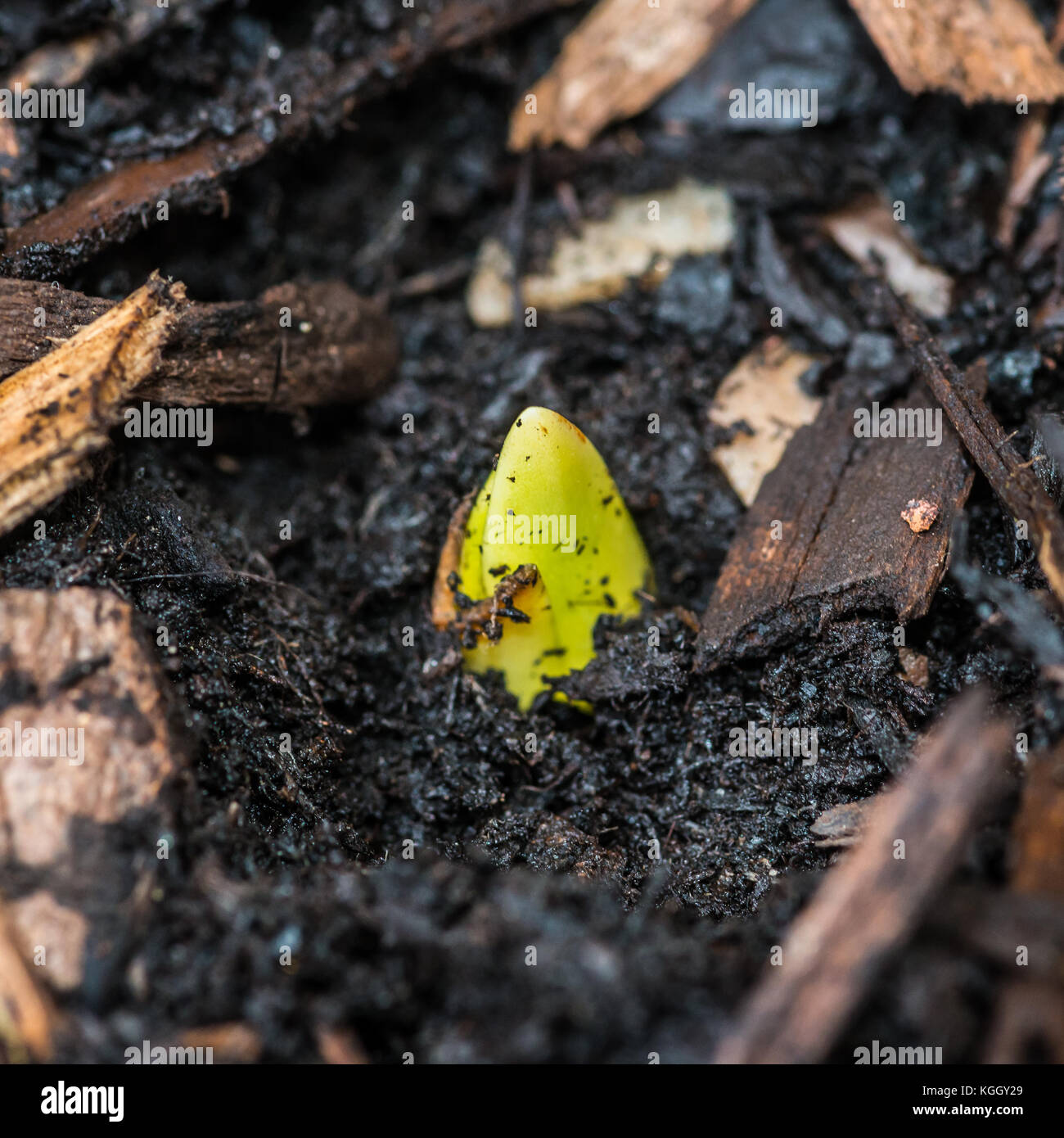 Un plan macro sur une scilla peruviana poussant à travers le compost au printemps. Banque D'Images