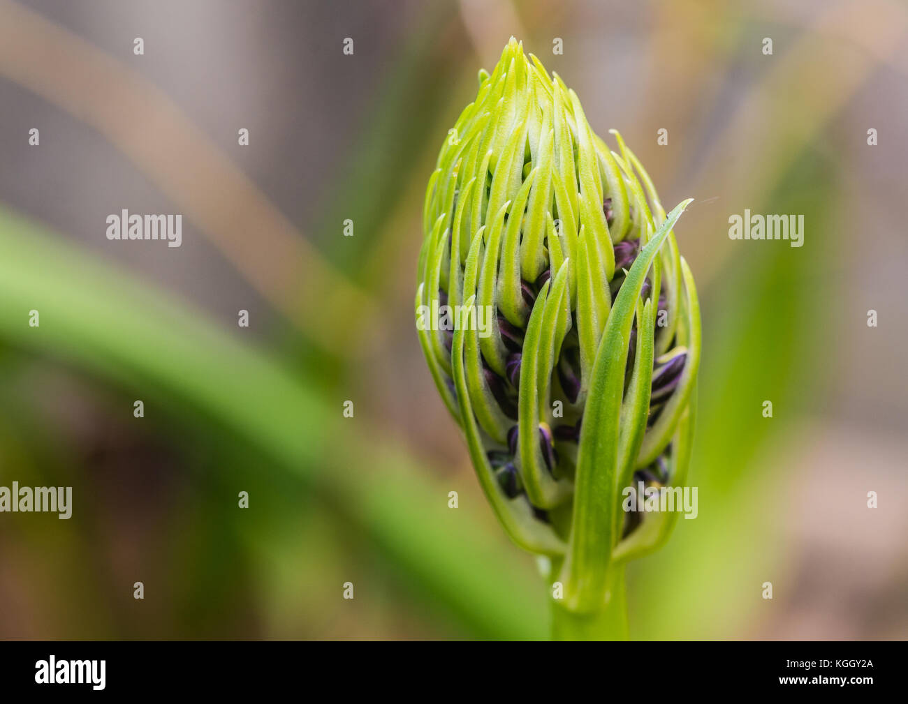 Un plan macro sur le bouton floral qui sortent d'une usine de squill portugais. Banque D'Images