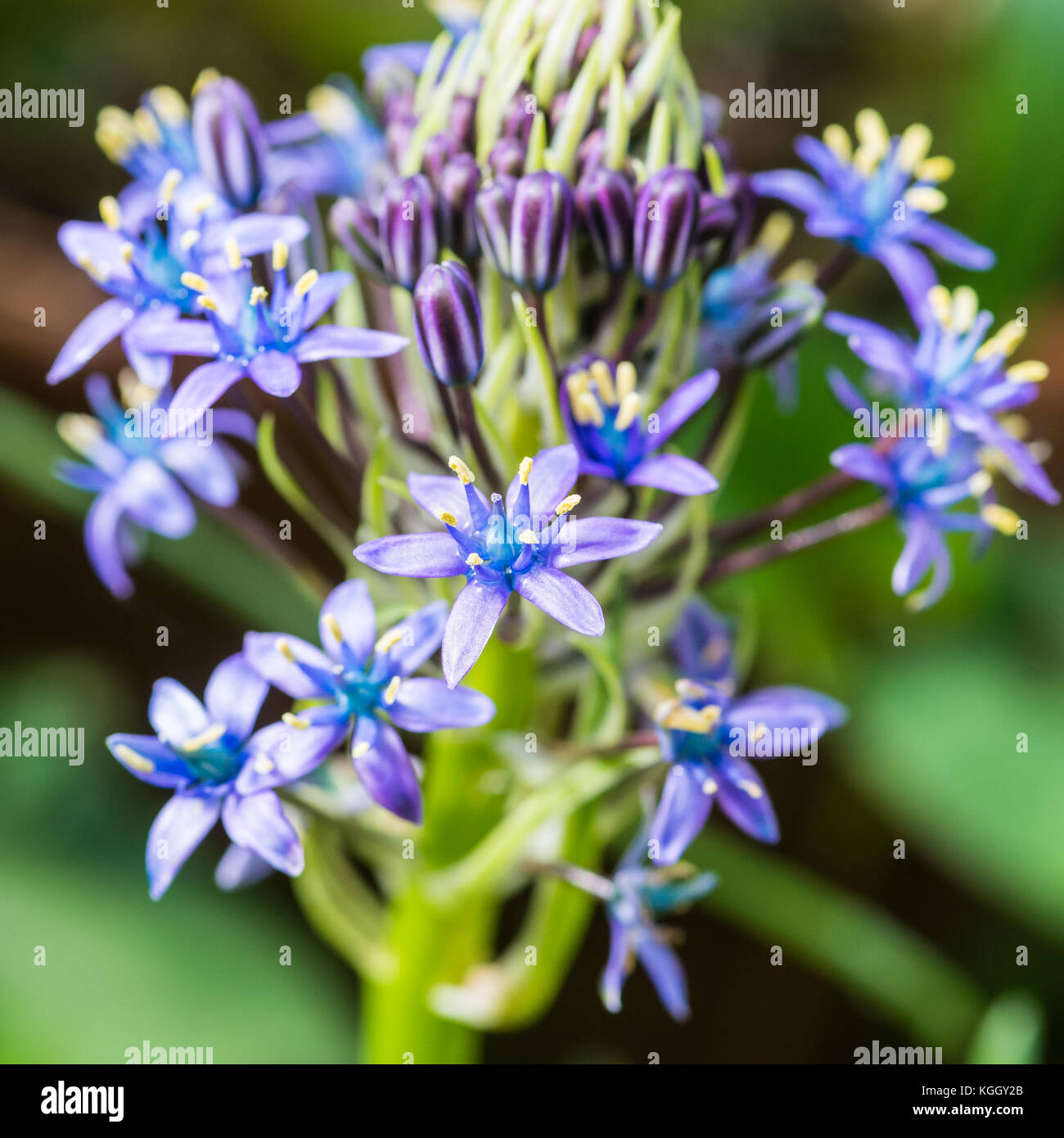 Un plan macro sur les fleurs d'un bleu squill portugais plante. Banque D'Images