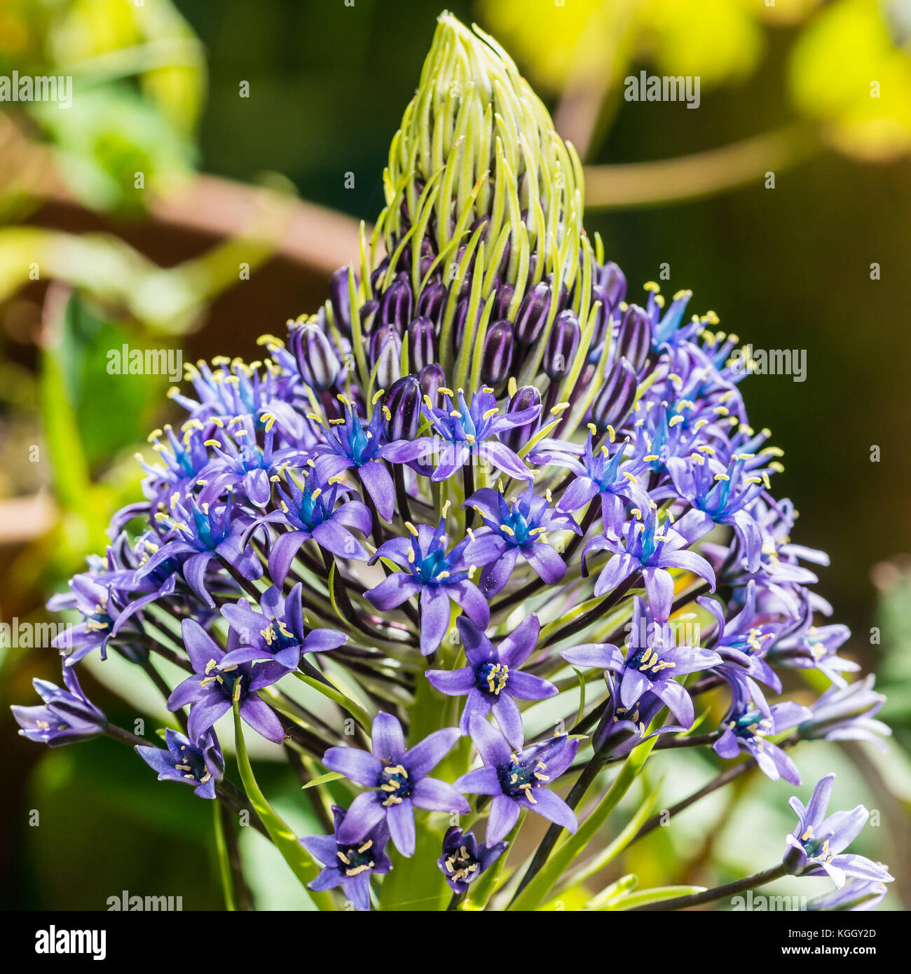 Un plan macro sur les fleurs d'un portugais bluw squill la floraison. Banque D'Images