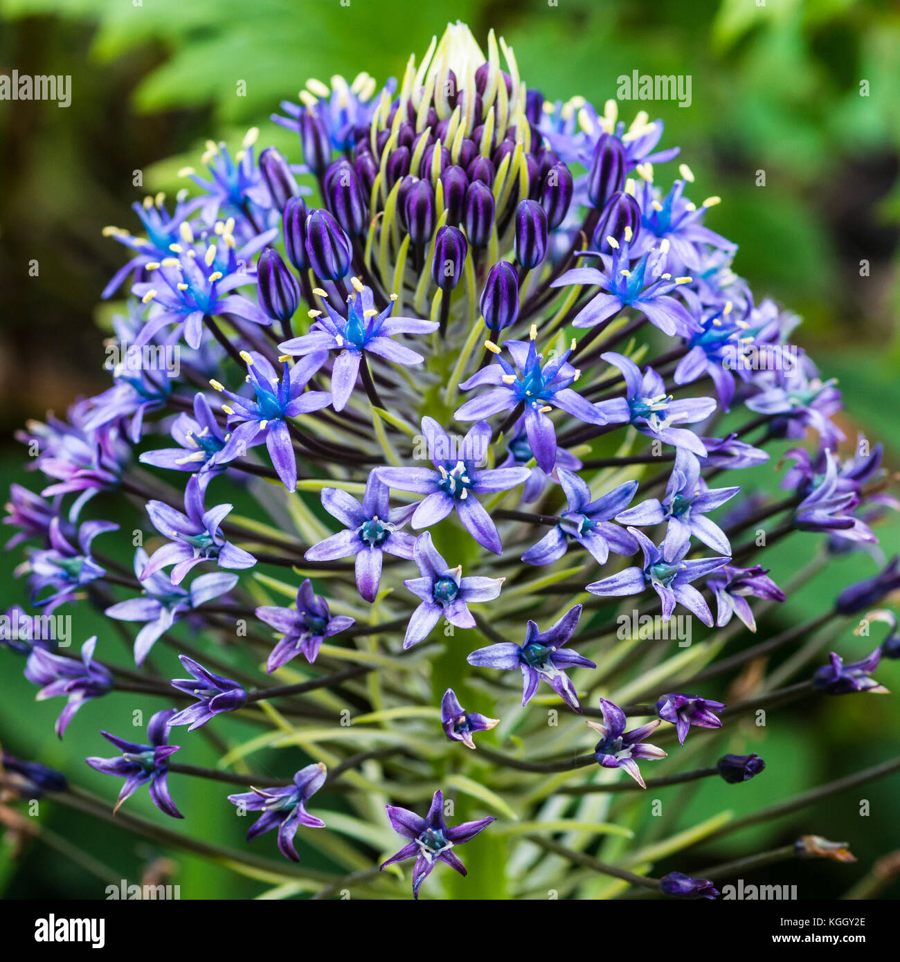 Un plan macro sur les fleurs bleu de Scilla peruviana. Banque D'Images