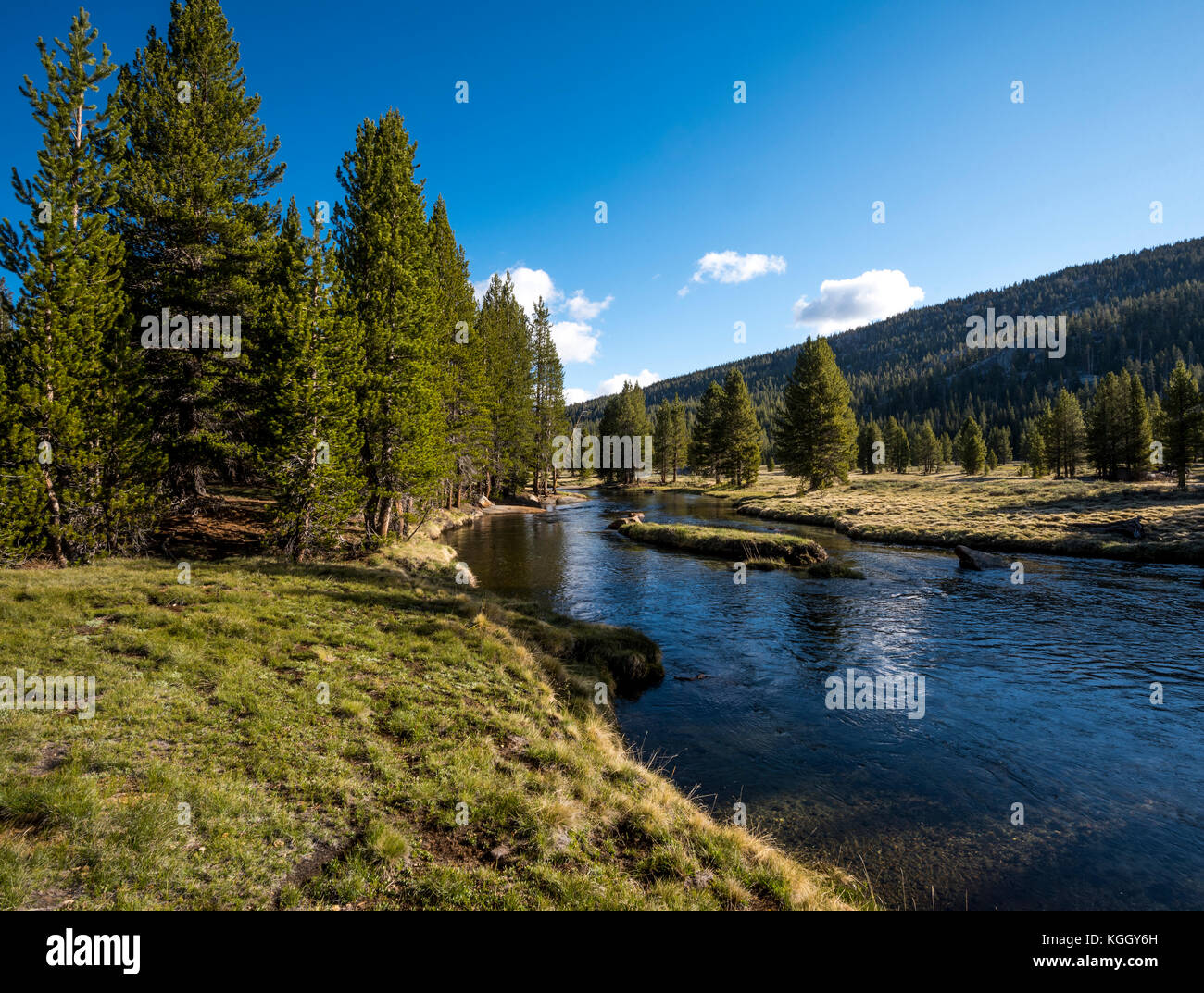 Michel La rivière coule à travers la région de tioga de Yosemite National Park. Banque D'Images