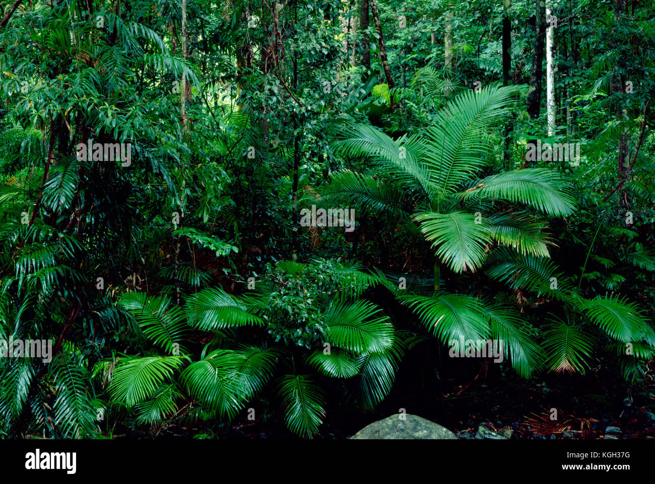 Forêt tropicale, à Noah Creek, section Cape Tribulation, parc national de Daintree, nord du Queensland, Australie Banque D'Images