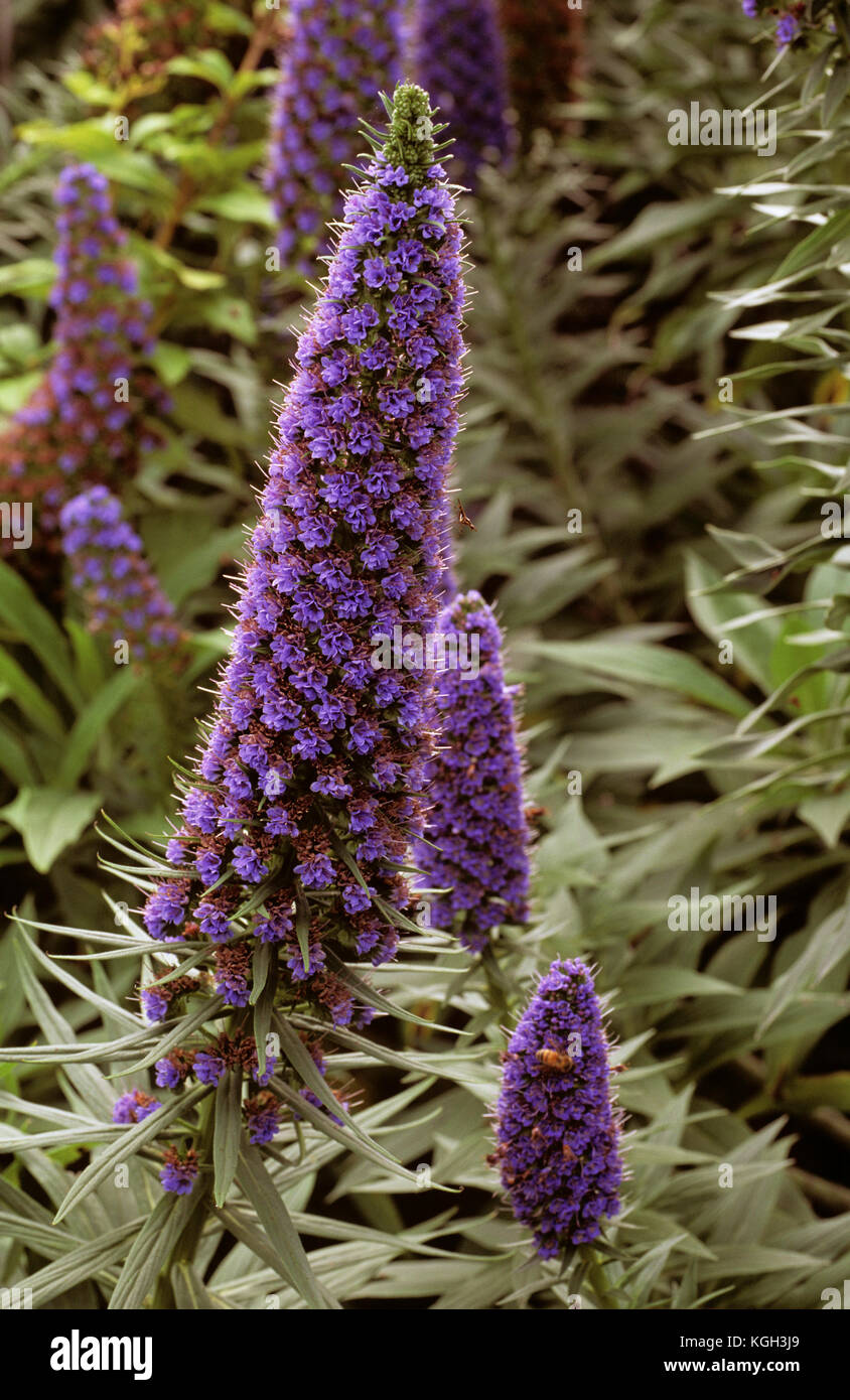 épi de fleurs violet Banque de photographies et d'images à haute résolution  - Alamy