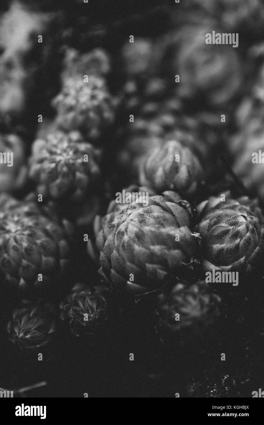 Gros plans de succulentes au Jardin botanique de Nymphenburg, Munich, Bavière, Allemagne. Banque D'Images