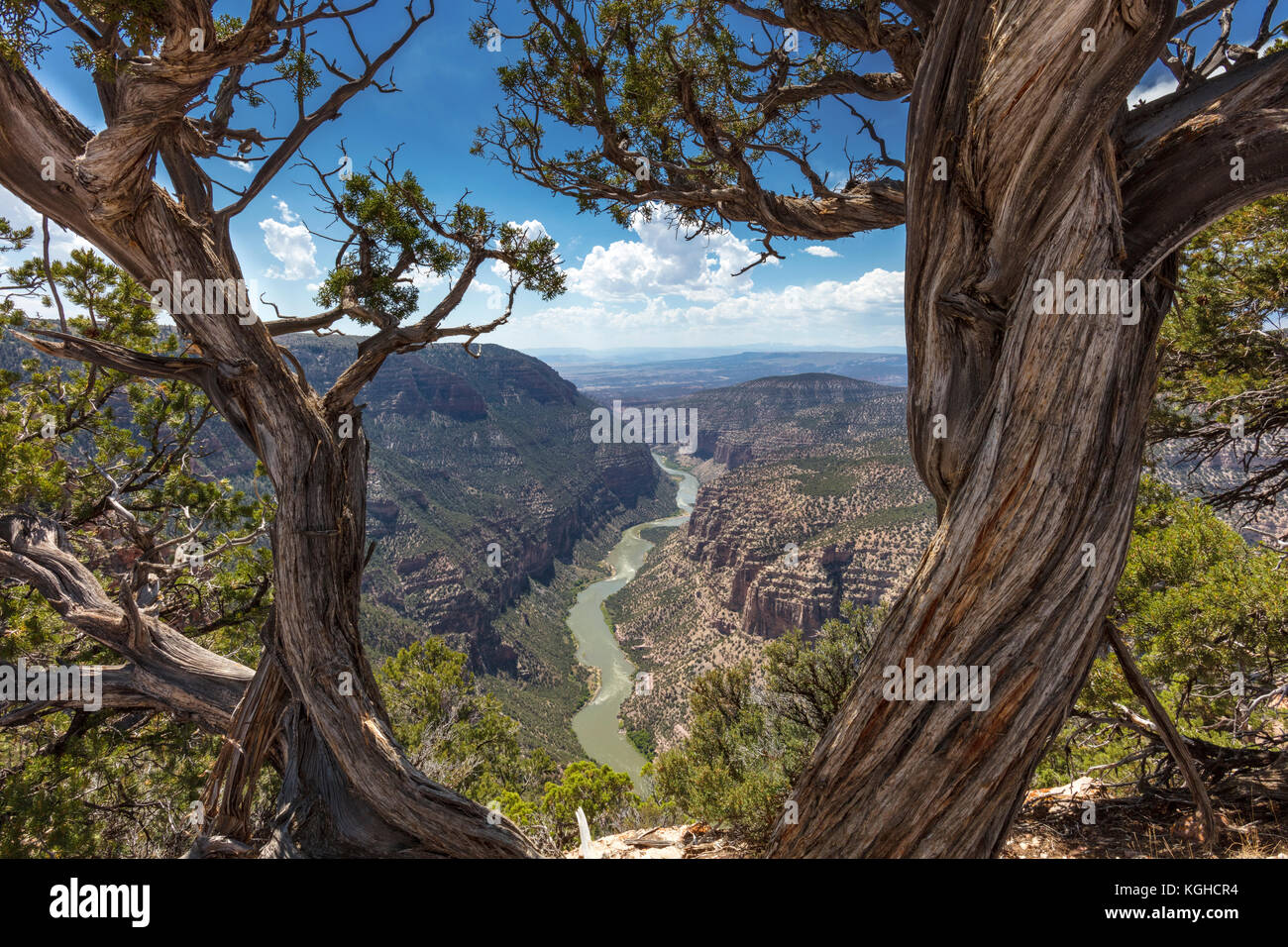 Green River coupant à travers la géologie de Dinosaur National Monument, Colorado et ageless cèdre ! Banque D'Images
