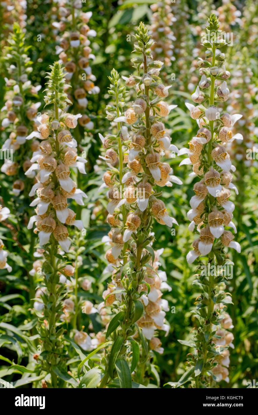 Digitale, la digitaline de la digitale laineuse également lantana ou grecian foxglove Banque D'Images