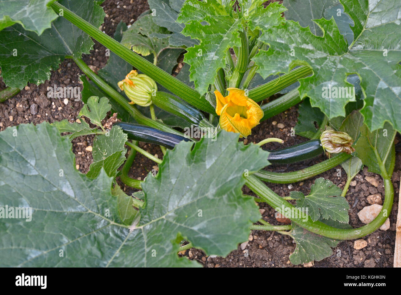 Fleurs et légumes courgette courgette ou poussant dans un jardin potager Banque D'Images