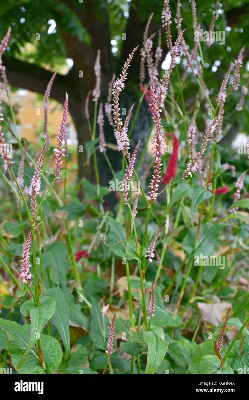 Persicaria amplex 'Rosea' poussant dans un chalet jardin Banque D'Images