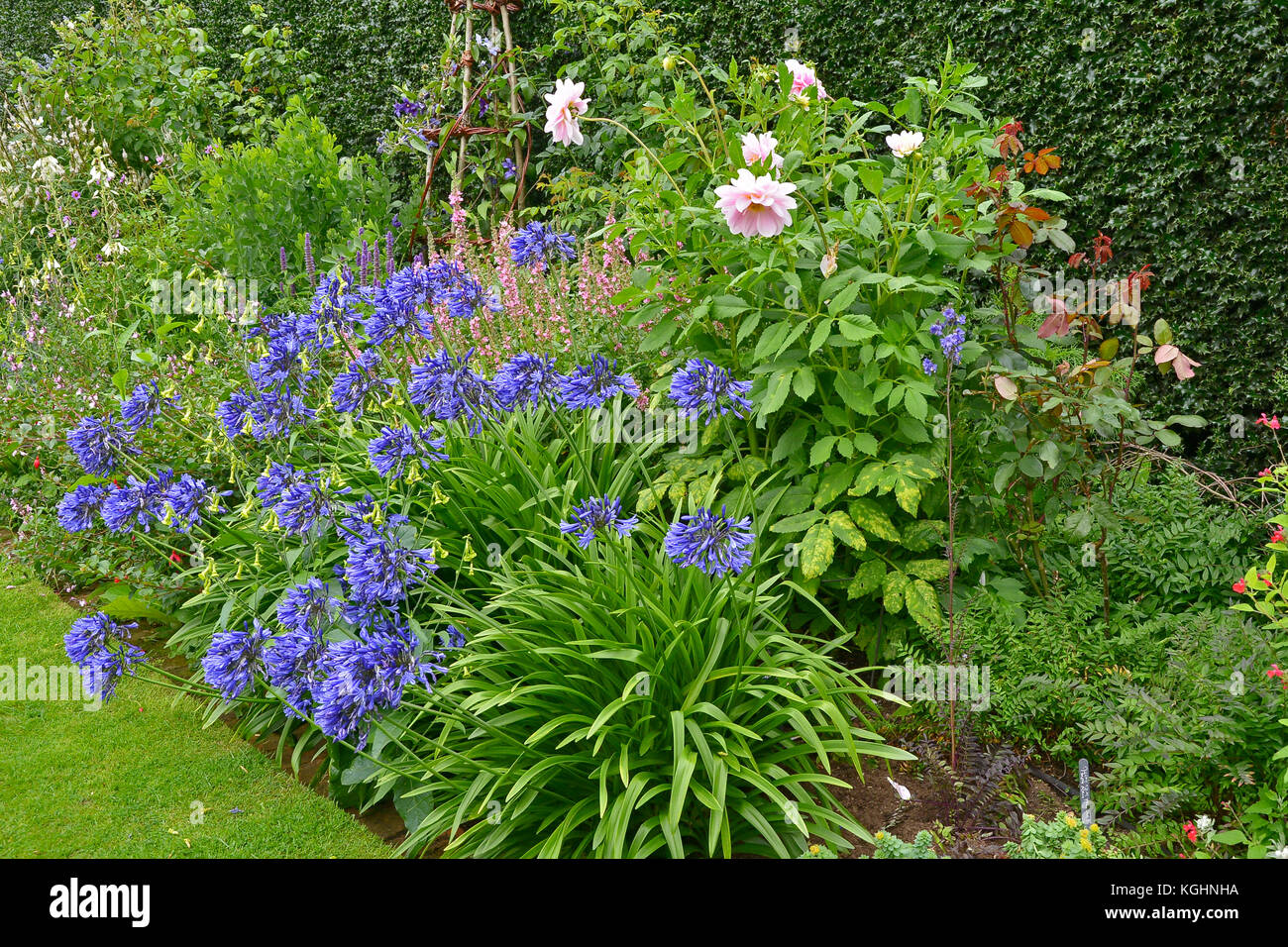 Un jardin coloré fleur frontière avec la plantation mixte y compris agapanthus praecox Banque D'Images