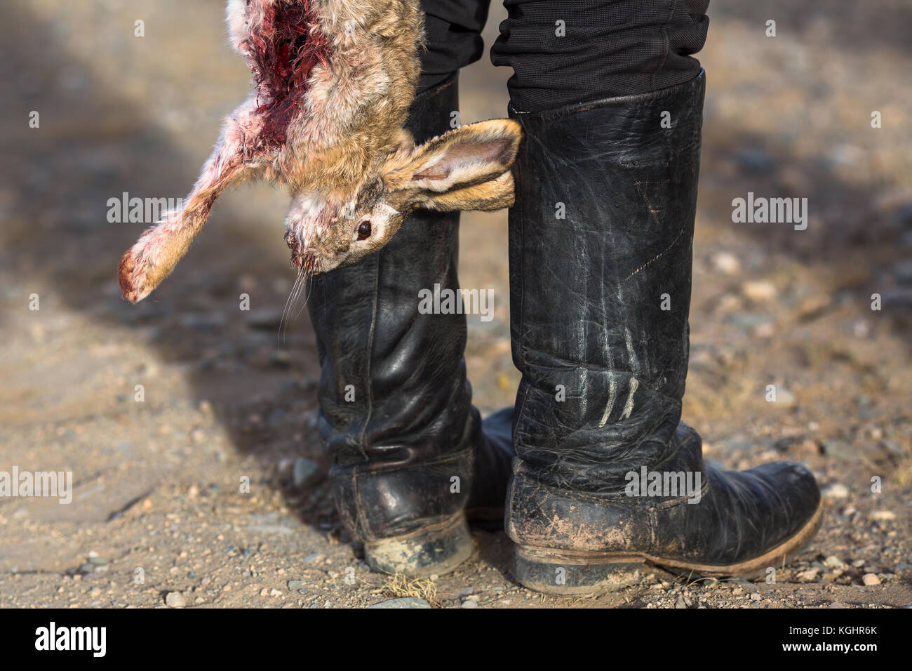 Dead bloody rabbit un trophée de chasse. Banque D'Images