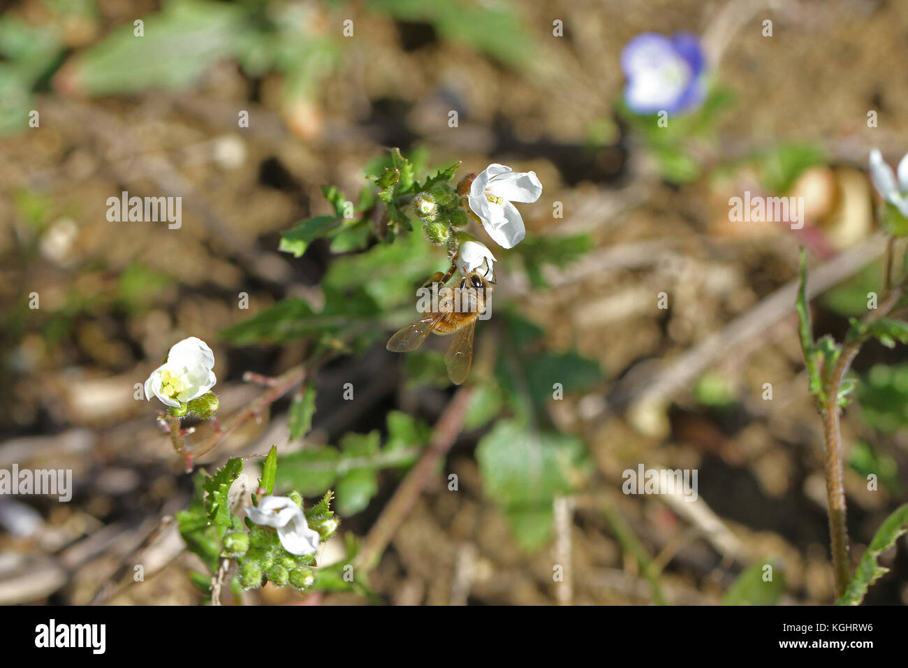 Nom latin de l'abeille Apis mellifera la collecte du pollen sur les fleurs lobelia campanulaceae en italie Banque D'Images