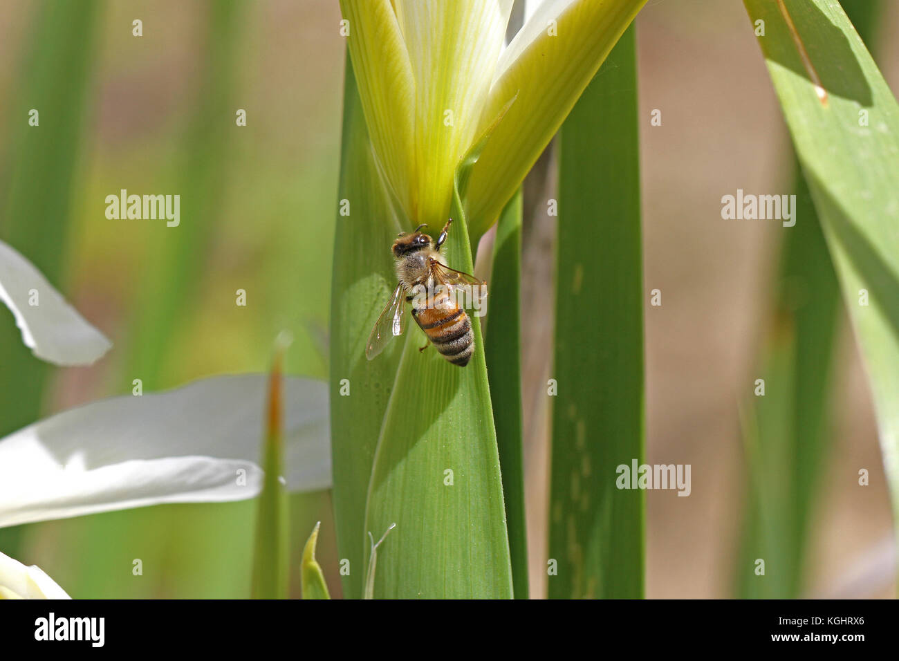Nom latin de l'abeille Apis mellifera se nourrissant d'un iris versicolore Iris ou leaf en Italie au printemps Banque D'Images