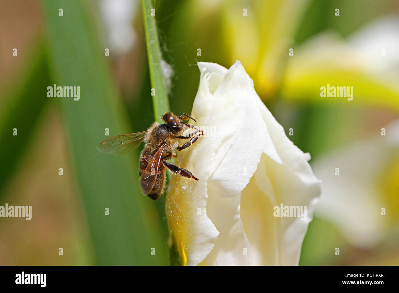 Nom latin de l'abeille Apis mellifera se nourrissant d'un iris versicolore Iris ou fleur en Italie au printemps Banque D'Images