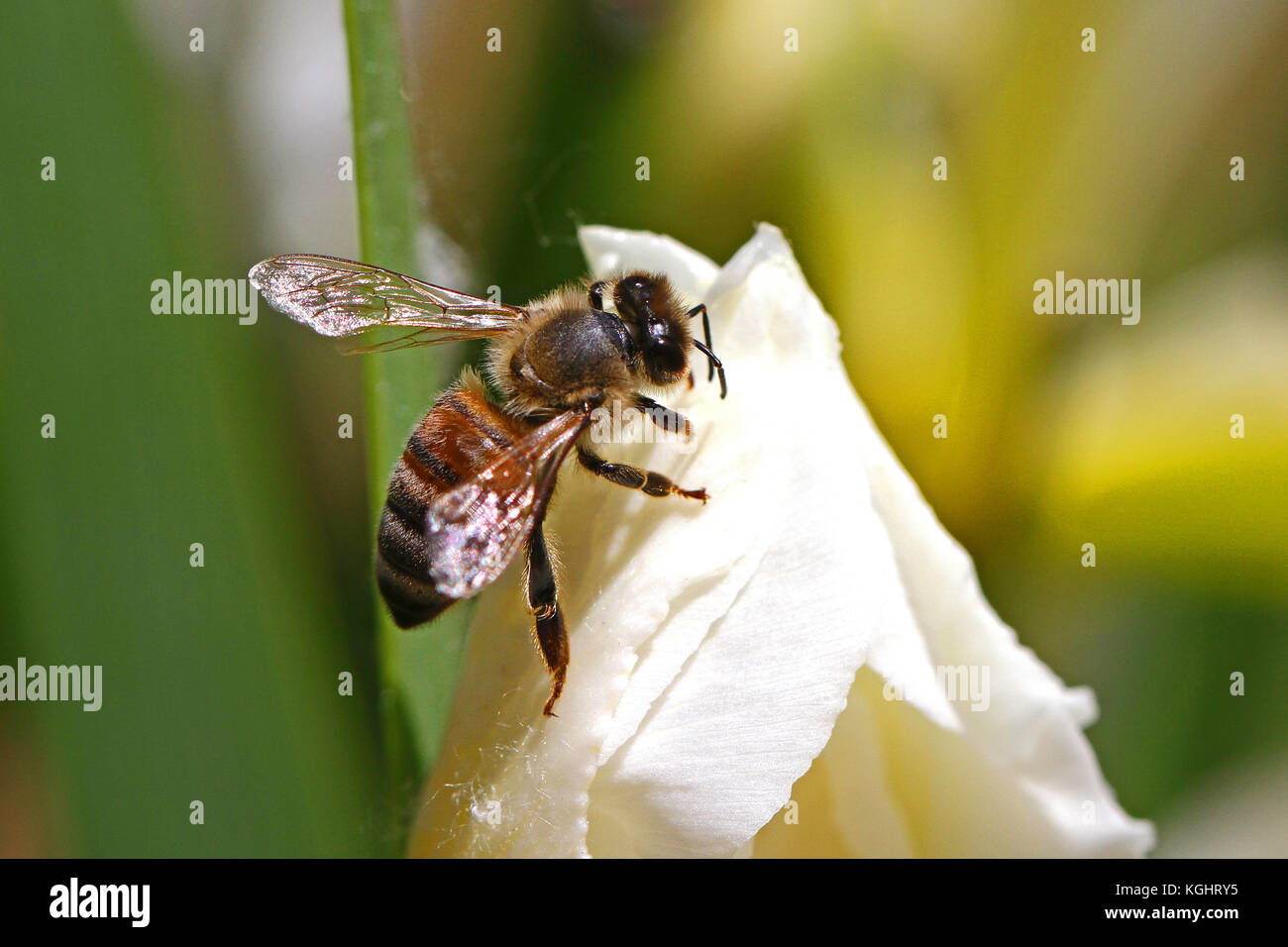 Nom latin de l'abeille Apis mellifera se nourrissant d'un iris versicolore Iris ou fleur en Italie au printemps Banque D'Images