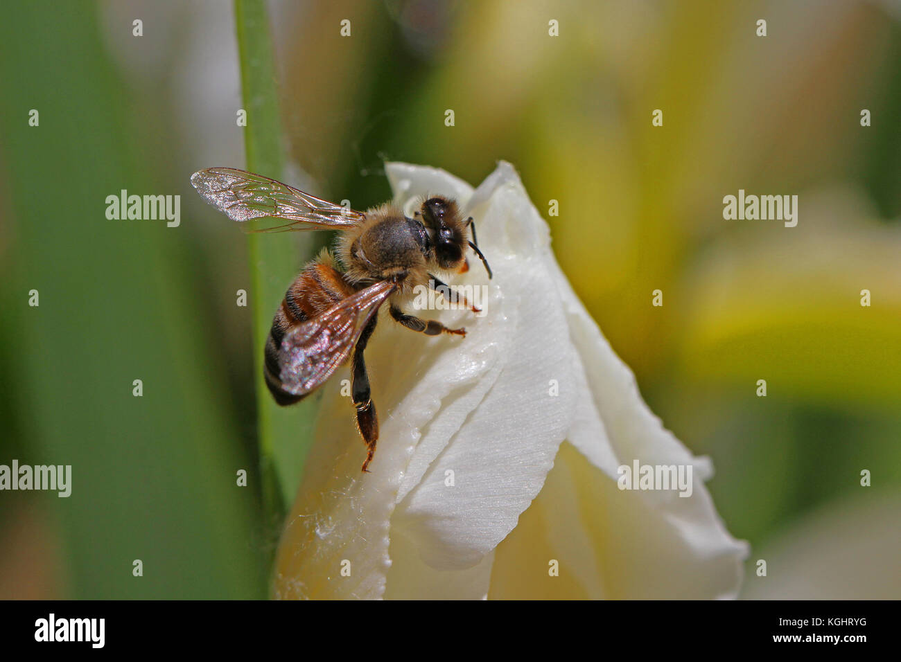 Nom latin de l'abeille Apis mellifera se nourrissant d'un iris versicolore Iris ou fleur en Italie au printemps Banque D'Images