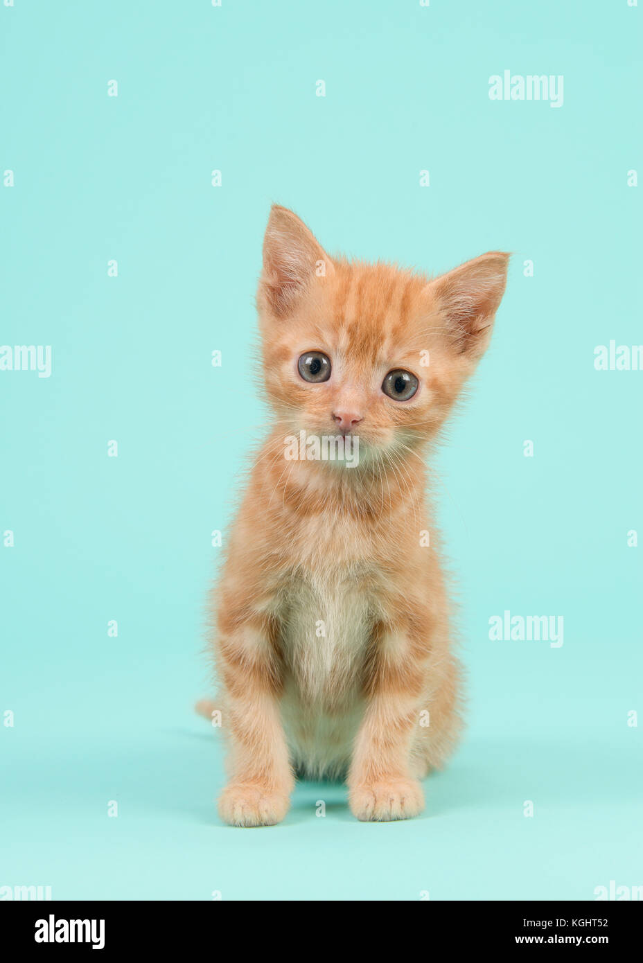Red ginger 8 semaines baby cat sur un fond bleu turquoise Banque D'Images