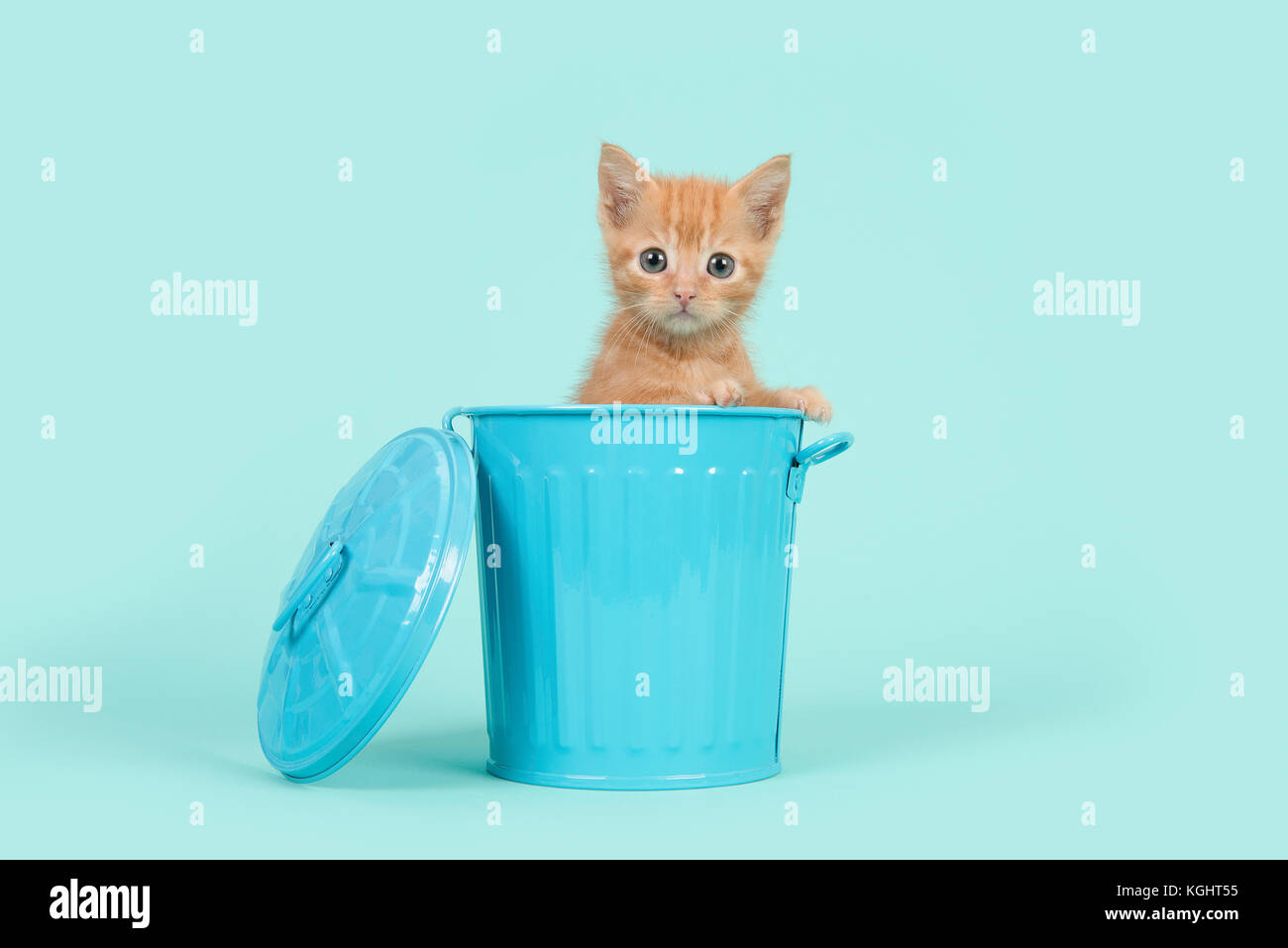 Red ginger 8 semaines vieux bébé chat dans une poubelle bleue sur un fond bleu turquoise Banque D'Images