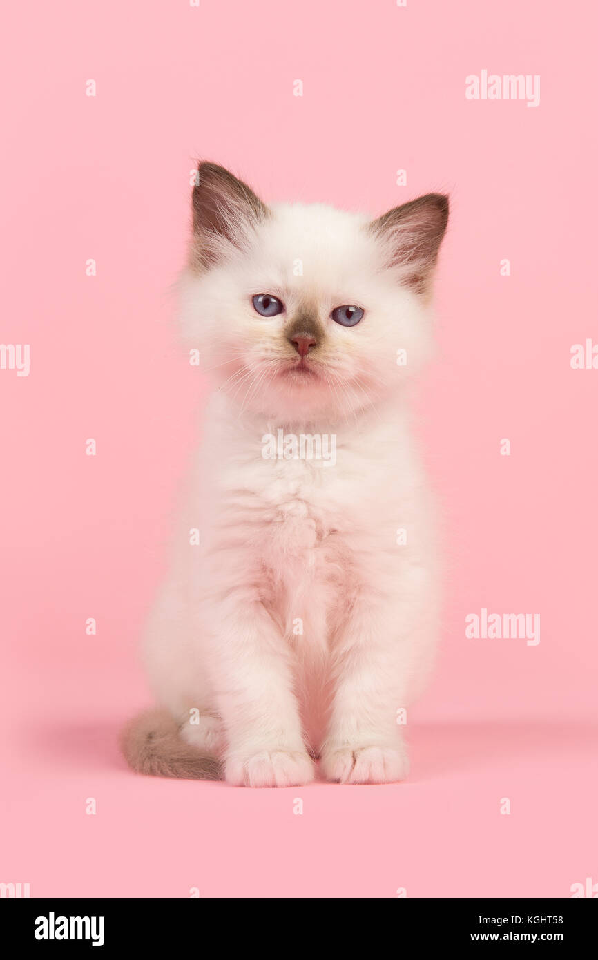 Cute 6 Semaines Poupee De Chiffon Bebe Chat Aux Yeux Bleus Regardant La Camera Assis Sur Un Fond Rose Photo Stock Alamy Cute 6 Semaines Poupee De Chiffon Bebe Chat Aux Yeux Bleus Regardant La Camera Assis Sur Un Fond Rose Photo Stock Alamy