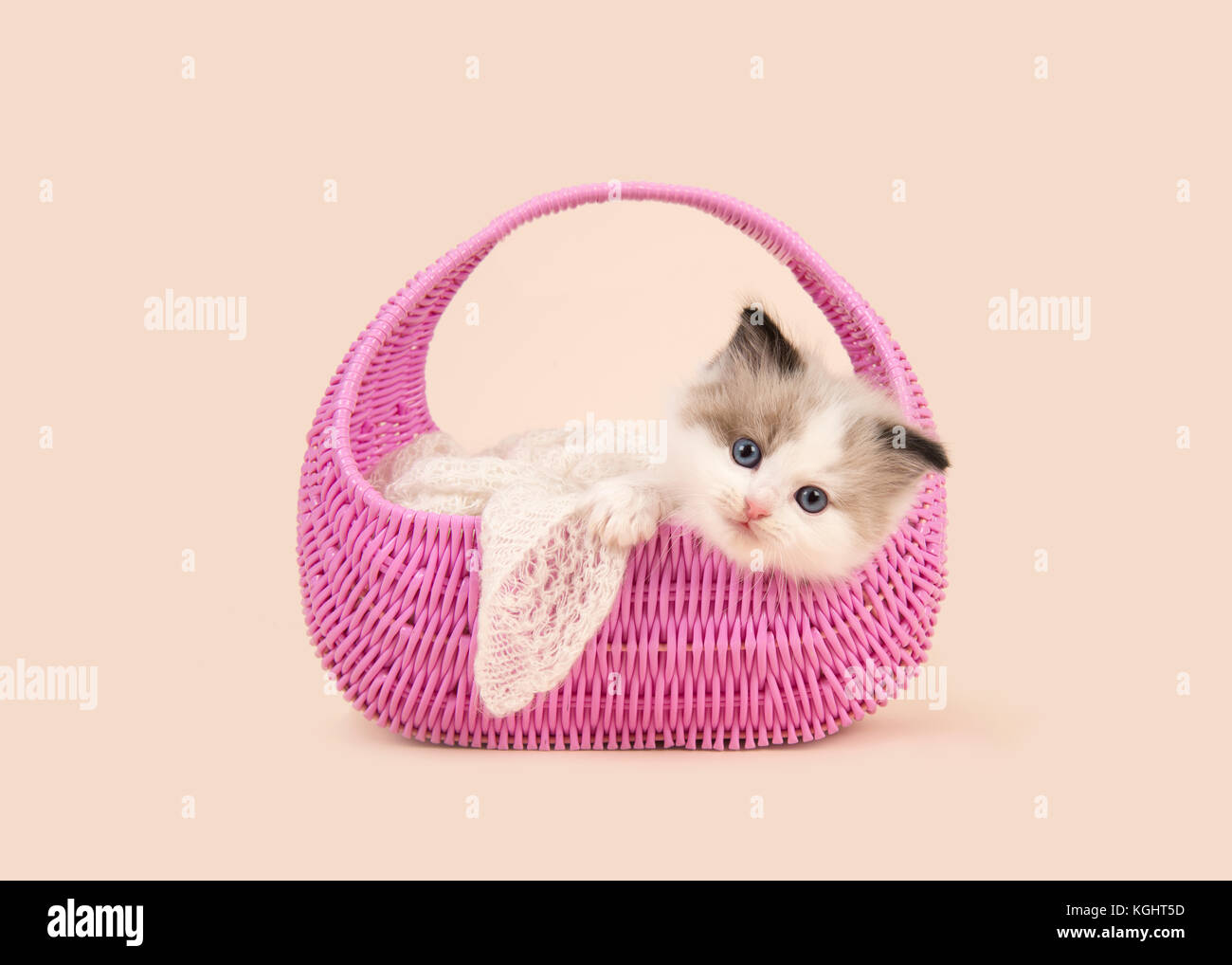 Cute 6 Semaines Poupee De Chiffon Bebe Chat Aux Yeux Bleus Qui Pesent Sur Le Bord D Un Panier De Roses Sur Un Fond Blanc Casse Photo Stock Alamy