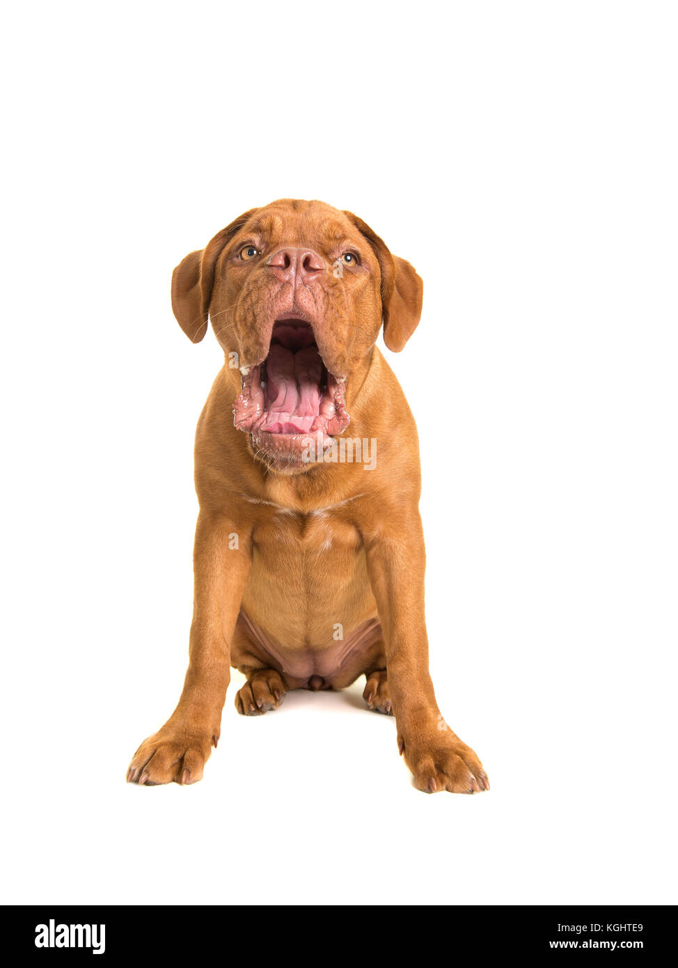 Dogue de Bordeaux dog sitting avec bouche ouverte faisant une drôle de visage isolé sur fond blanc Banque D'Images